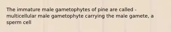 The immature male gametophytes of pine are called -multicellular male gametophyte carrying the male gamete, a sperm cell