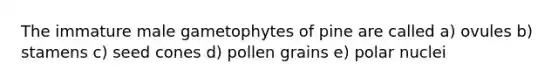 The immature male gametophytes of pine are called a) ovules b) stamens c) seed cones d) pollen grains e) polar nuclei