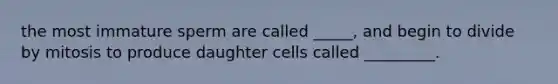 the most immature sperm are called _____, and begin to divide by mitosis to produce daughter cells called _________.