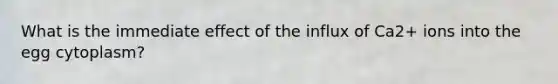 What is the immediate effect of the influx of Ca2+ ions into the egg cytoplasm?