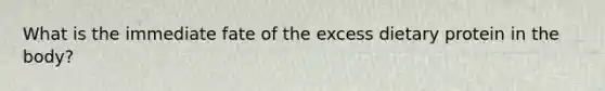 What is the immediate fate of the excess dietary protein in the body?