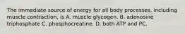 The immediate source of energy for all body processes, including muscle contraction, is A. muscle glycogen. B. adenosine triphosphate C. phosphocreatine. D. both ATP and PC.