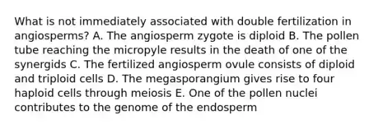 What is not immediately associated with double fertilization in angiosperms? A. The angiosperm zygote is diploid B. The pollen tube reaching the micropyle results in the death of one of the synergids C. The fertilized angiosperm ovule consists of diploid and triploid cells D. The megasporangium gives rise to four haploid cells through meiosis E. One of the pollen nuclei contributes to the genome of the endosperm