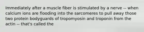 Immediately after a muscle fiber is stimulated by a nerve -- when calcium ions are flooding into the sarcomeres to pull away those two protein bodyguards of tropomyosin and troponin from the actin -- that's called the