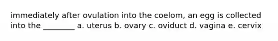 immediately after ovulation into the coelom, an egg is collected into the ________ a. uterus b. ovary c. oviduct d. vagina e. cervix