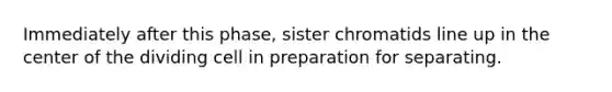 Immediately after this phase, sister chromatids line up in the center of the dividing cell in preparation for separating.