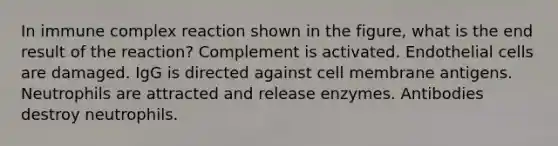 In immune complex reaction shown in the figure, what is the end result of the reaction? Complement is activated. Endothelial cells are damaged. IgG is directed against cell membrane antigens. Neutrophils are attracted and release enzymes. Antibodies destroy neutrophils.