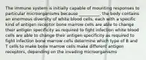 The immune system is initially capable of mounting responses to particular microorganisms because __________. the body contains an enormous diversity of white blood cells, each with a specific kind of antigen receptor bone marrow cells are able to change their antigen specificity as required to fight infection white blood cells are able to change their antigen specificity as required to fight infection bone marrow cells determine which type of B and T cells to make bone marrow cells make different antigen receptors, depending on the invading microorganisms