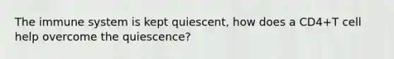 The immune system is kept quiescent, how does a CD4+T cell help overcome the quiescence?