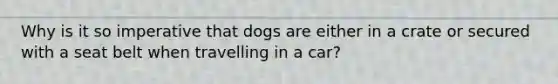 Why is it so imperative that dogs are either in a crate or secured with a seat belt when travelling in a car?