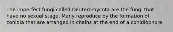 The imperfect fungi called Deuteromycota are the fungi that have no sexual stage. Many reproduce by the formation of conidia that are arranged in chains at the end of a conidiophore