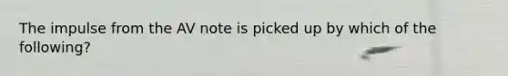 The impulse from the AV note is picked up by which of the following?