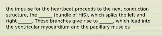 the impulse for the heartbeat proceeds to the next conduction structure, the ______ (bundle of HIS), which splits the left and right ______. These branches give rise to ______, which lead into the ventricular myocardium and the papillary muscles