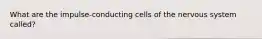 What are the impulse-conducting cells of the nervous system called?