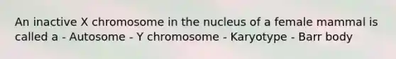 An inactive X chromosome in the nucleus of a female mammal is called a - Autosome - Y chromosome - Karyotype - Barr body