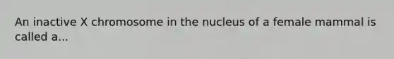 An inactive X chromosome in the nucleus of a female mammal is called a...