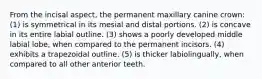 From the incisal aspect, the permanent maxillary canine crown: (1) is symmetrical in its mesial and distal portions. (2) is concave in its entire labial outline. (3) shows a poorly developed middle labial lobe, when compared to the permanent incisors. (4) exhibits a trapezoidal outline. (5) is thicker labiolingually, when compared to all other anterior teeth.