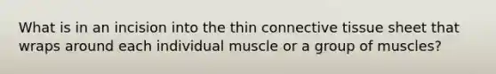 What is in an incision into the thin <a href='https://www.questionai.com/knowledge/kYDr0DHyc8-connective-tissue' class='anchor-knowledge'>connective tissue</a> sheet that wraps around each individual muscle or a group of muscles?