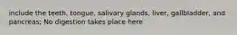 include the teeth, tongue, salivary glands, liver, gallbladder, and pancreas; No digestion takes place here