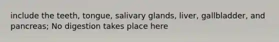 include the teeth, tongue, salivary glands, liver, gallbladder, and pancreas; No digestion takes place here