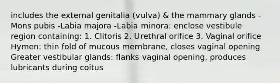 includes the external genitalia (vulva) & the mammary glands -Mons pubis -Labia majora -Labia minora: enclose vestibule region containing: 1. Clitoris 2. Urethral orifice 3. Vaginal orifice Hymen: thin fold of mucous membrane, closes vaginal opening Greater vestibular glands: flanks vaginal opening, produces lubricants during coitus