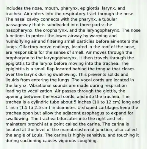 includes the nose, mouth, pharynx, epiglottis, larynx, and trachea. Air enters into the respiratory tract through the nose. The nasal cavity connects with the pharynx, a tubular passageway that is subdivided into three parts: the nasopharynx, the oropharynx, and the laryngopharynx. The nose functions to protect the lower airway by warming and humidifying air and filtering small particles before air enters the lungs. Olfactory nerve endings, located in the roof of the nose, are responsible for the sense of smell. Air moves through the oropharynx to the laryngopharynx. It then travels through the epiglottis to the larynx before moving into the trachea. The epiglottis is a small flap located behind the tongue that closes over the larynx during swallowing. This prevents solids and liquids from entering the lungs. The vocal cords are located in the larynx. Vibrational sounds are made during respiration leading to vocalization. Air passes through the glottis, the opening between the vocal cords, and into the trachea. The trachea is a cylindric tube about 5 inches (10 to 12 cm) long and 1 inch (1.5 to 2.5 cm) in diameter. U-shaped cartilages keep the trachea open but allow the adjacent esophagus to expand for swallowing. The trachea bifurcates into the right and left mainstem bronchi at a point called the carina. The carina is located at the level of the manubriosternal junction, also called the angle of Louis. The carina is highly sensitive, and touching it during suctioning causes vigorous coughing.