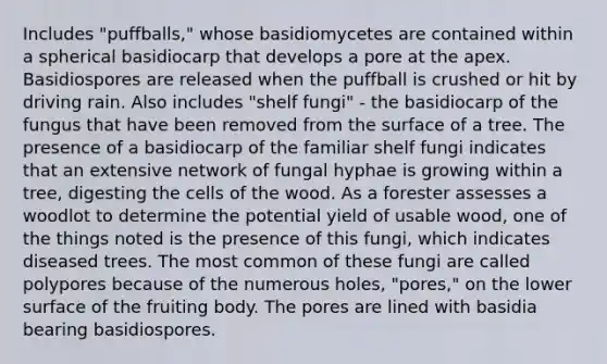 Includes "puffballs," whose basidiomycetes are contained within a spherical basidiocarp that develops a pore at the apex. Basidiospores are released when the puffball is crushed or hit by driving rain. Also includes "shelf fungi" - the basidiocarp of the fungus that have been removed from the surface of a tree. The presence of a basidiocarp of the familiar shelf fungi indicates that an extensive network of fungal hyphae is growing within a tree, digesting the cells of the wood. As a forester assesses a woodlot to determine the potential yield of usable wood, one of the things noted is the presence of this fungi, which indicates diseased trees. The most common of these fungi are called polypores because of the numerous holes, "pores," on the lower surface of the fruiting body. The pores are lined with basidia bearing basidiospores.