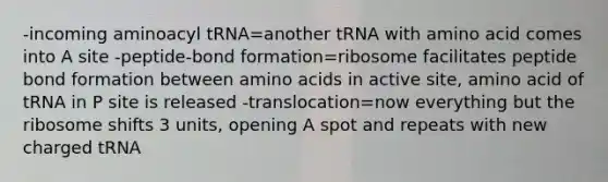 -incoming aminoacyl tRNA=another tRNA with amino acid comes into A site -peptide-bond formation=ribosome facilitates peptide bond formation between amino acids in active site, amino acid of tRNA in P site is released -translocation=now everything but the ribosome shifts 3 units, opening A spot and repeats with new charged tRNA