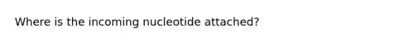 Where is the incoming nucleotide attached?