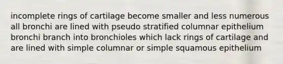 incomplete rings of cartilage become smaller and less numerous all bronchi are lined with pseudo stratified columnar epithelium bronchi branch into bronchioles which lack rings of cartilage and are lined with simple columnar or simple squamous epithelium