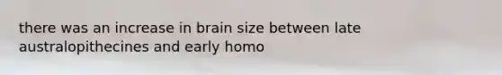 there was an increase in brain size between late australopithecines and early homo