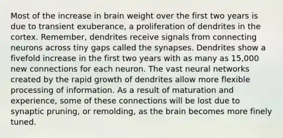 Most of the increase in brain weight over the first two years is due to transient exuberance, a proliferation of dendrites in the cortex. Remember, dendrites receive signals from connecting neurons across tiny gaps called the synapses. Dendrites show a fivefold increase in the first two years with as many as 15,000 new connections for each neuron. The vast neural networks created by the rapid growth of dendrites allow more flexible processing of information. As a result of maturation and experience, some of these connections will be lost due to synaptic pruning, or remolding, as the brain becomes more finely tuned.