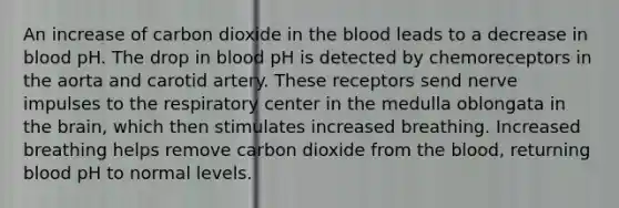 An increase of carbon dioxide in <a href='https://www.questionai.com/knowledge/k7oXMfj7lk-the-blood' class='anchor-knowledge'>the blood</a> leads to a decrease in blood pH. The drop in blood pH is detected by chemoreceptors in the aorta and carotid artery. These receptors send <a href='https://www.questionai.com/knowledge/kiql3Tp3Ps-nerve-impulses' class='anchor-knowledge'>nerve impulses</a> to the respiratory center in the medulla oblongata in <a href='https://www.questionai.com/knowledge/kLMtJeqKp6-the-brain' class='anchor-knowledge'>the brain</a>, which then stimulates increased breathing. Increased breathing helps remove carbon dioxide from the blood, returning blood pH to normal levels.