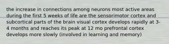 the increase in connections among neurons most active areas during the first 5 weeks of life are the sensorimotor cortex and subcortical parts of the brain visual cortex develops rapidly at 3-4 months and reaches its peak at 12 mo prefrontal cortex develops more slowly (involved in learning and memory)