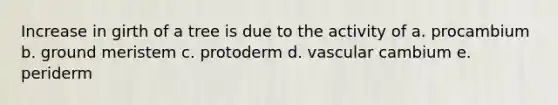 Increase in girth of a tree is due to the activity of a. procambium b. ground meristem c. protoderm d. vascular cambium e. periderm