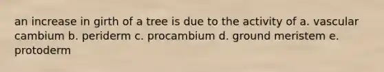 an increase in girth of a tree is due to the activity of a. vascular cambium b. periderm c. procambium d. ground meristem e. protoderm