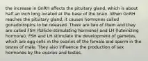 the increase in GnRH affects the pituitary gland, which is about half an inch long located at the base of the brain. When GnRH reaches the pituitary gland, it causes hormones called gonadotropins to be released. There are two of them and they are called FSH (follicle-stimulating hormone) and LH (luteinizing hormone). FSH and LH stimulate the development of gametes, which are egg cells in the ovaries of the female and sperm in the testes of male. They also influence the production of sex hormones by the ovaries and testes.