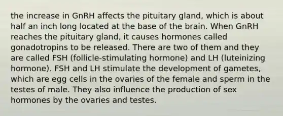 the increase in GnRH affects the pituitary gland, which is about half an inch long located at the base of the brain. When GnRH reaches the pituitary gland, it causes hormones called gonadotropins to be released. There are two of them and they are called FSH (follicle-stimulating hormone) and LH (luteinizing hormone). FSH and LH stimulate the development of gametes, which are egg cells in the ovaries of the female and sperm in the testes of male. They also influence the production of sex hormones by the ovaries and testes.