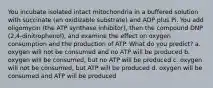 You incubate isolated intact mitochondria in a buffered solution with succinate (an oxidizable substrate) and ADP plus Pi. You add oligomycin (the ATP synthase inhibitor), then the compound DNP (2,4-dinitrophenol), and examine the effect on oxygen consumption and the production of ATP. What do you predict? a. oxygen will not be consumed and no ATP will be produced b. oxygen will be consumed, but no ATP will be produced c. oxygen will not be consumed, but ATP will be produced d. oxygen will be consumed and ATP will be produced