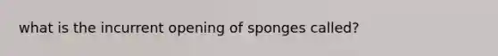 what is the incurrent opening of sponges called?