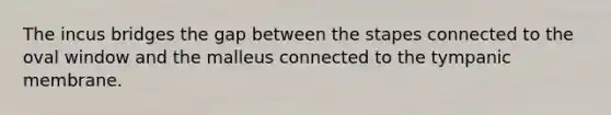 The incus bridges the gap between the stapes connected to the oval window and the malleus connected to the tympanic membrane.