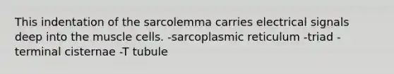 This indentation of the sarcolemma carries electrical signals deep into the muscle cells. -sarcoplasmic reticulum -triad -terminal cisternae -T tubule