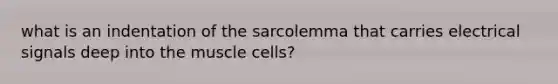 what is an indentation of the sarcolemma that carries electrical signals deep into the muscle cells?