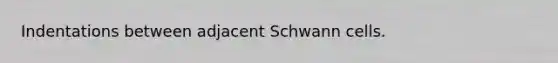 Indentations between adjacent Schwann cells.