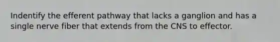 Indentify the efferent pathway that lacks a ganglion and has a single nerve fiber that extends from the CNS to effector.