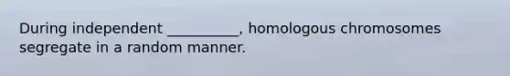 During independent __________, homologous chromosomes segregate in a random manner.