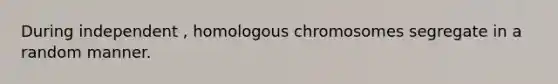 During independent , homologous chromosomes segregate in a random manner.