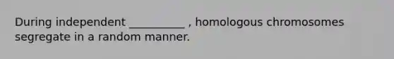 During independent __________ , homologous chromosomes segregate in a random manner.