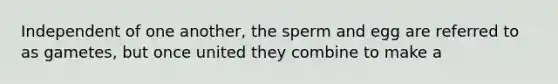 Independent of one another, the sperm and egg are referred to as gametes, but once united they combine to make a