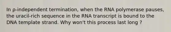 In ρ-independent termination, when the RNA polymerase pauses, the uracil-rich sequence in the RNA transcript is bound to the DNA template strand. Why won't this process last long ?